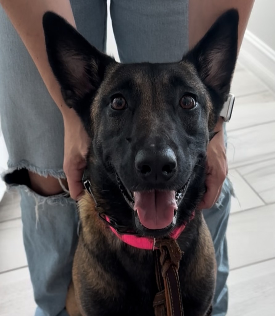 How Belgian Malinois and Other Dogs Are Being Trained to Detect Diseases Like Parkinson’s